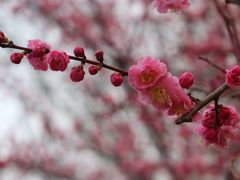 -洛阳市隋唐城遗址植物园