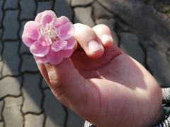-无锡梅园公园
