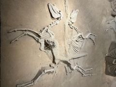 -洛阳周王城天子驾六博物馆