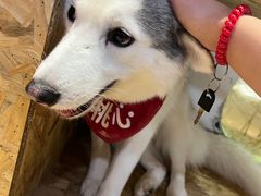 -Husky Go! 哈士奇体验馆·宠物咖啡厅狗咖