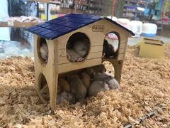-龟与熊猫宠物公园(南坪店)