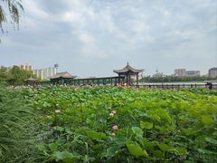 -莲花池公园