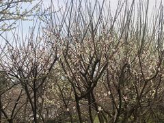 -香雪海