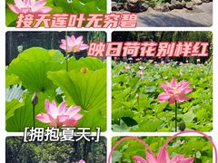 -莲湖公园
