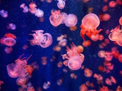 -成都浩海立方海洋公园