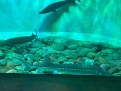 -太平洋海底世界