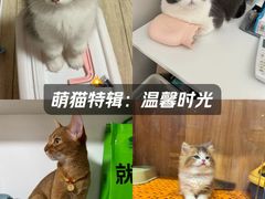 -欣宠猫屋·矮脚拿破仑·蓝金金渐层