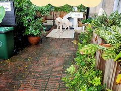 -more than meow吴止猫主题餐厅(承德 中船汇店)