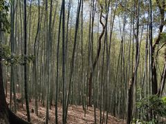 -上海佘山国家森林公园天马山园