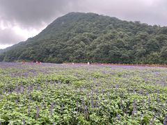 -广州市石门国家森林公园