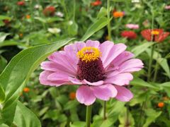 -北边的花店(泛悦城市广场店)