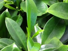 非洲茉莉！-沈阳植物园