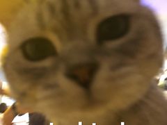 -平行世界·猫咖(首经贸店)