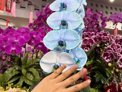 -溪岸路花鸟市场