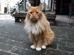 -喵屿·大理花园猫咖