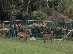 -不觉晓CAMPING(上海迪士尼营地店)