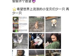 -爱侣宠医·鹦鹉专科·小型哺乳类·异宠专科(灵石路店)