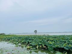 -七的湖·晚芳亭·阳澄湖农家菜·大闸蟹(莲花岛店)