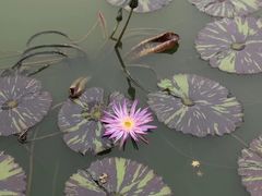 -东莞植物园
