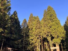 -武陵山森林公园