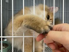 -翊宠yipet猫狗购宠庄园犬舍•猫舍