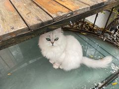 -喵屿·大理花园猫咖