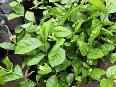 -秦美花卉(天朗·莱茵小城2期店)