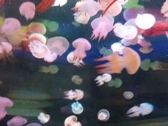 景点-泉城欧乐堡海洋极地世界
