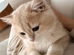 -欣宠猫屋·矮脚拿破仑·蓝金金渐层
