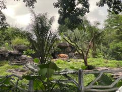 -海南热带野生动植物园