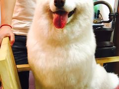 -百好乐宠物友好餐厅(朝外大街店)