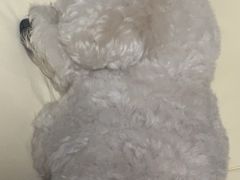 -乖乖宠物医院·猫科·骨科·24小时(云岗分院)