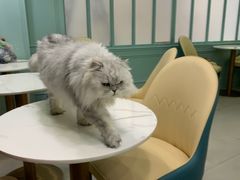 -安格丽娜·狗咖·猫咖羊驼咖(春熙路百盛商场店)