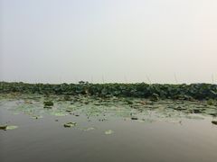 -白洋淀景区