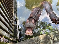 -海南热带野生动植物园