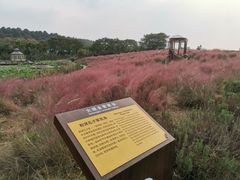 -大塘金香草谷