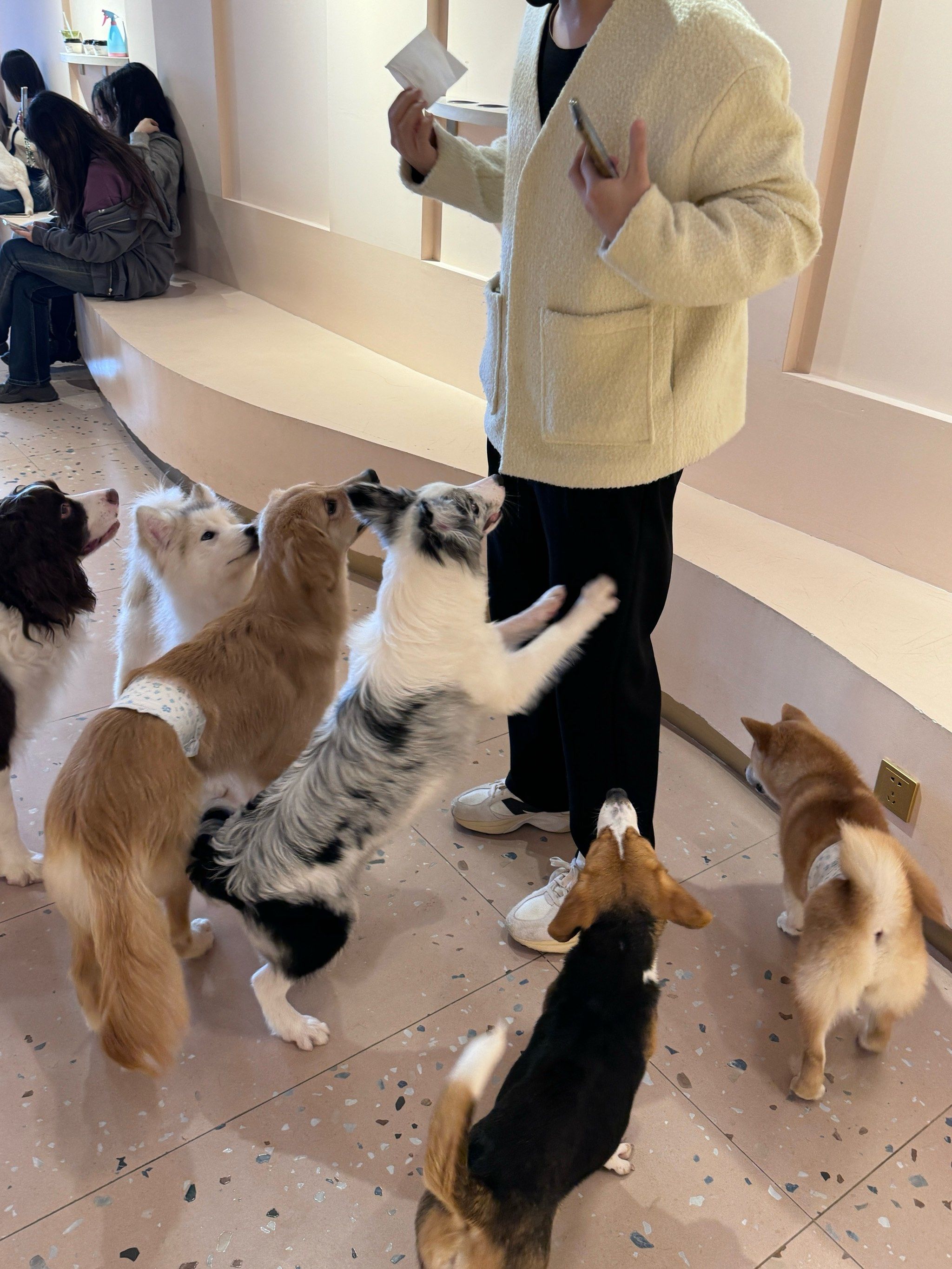 特别可爱的一群狗狗 周中人不多和朋友一起来和狗狗玩耍吧