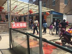 -青浦采草莓天天草莓园