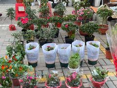 -中环花鸟鱼虫市场
