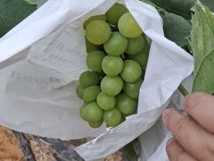 -马陆小张葡萄园农家乐