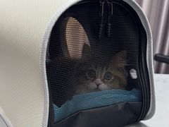 -宠物星动物医院·眼科·异宠·猫科(江南大道总院)