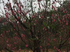 -南国桃园旅游度假区