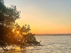 -宝安西湾红树林湿地公园