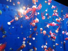 -成都浩海立方海洋公园