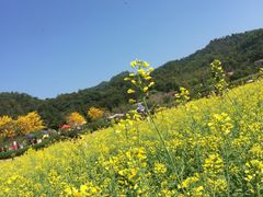 -红山村