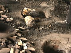 -陈岱后山窑鸡店