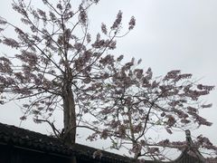 -南翔古镇