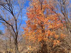 -北京西山国家森林公园