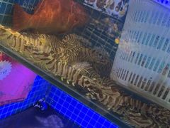 -77号渔船·蒸海鲜青岛菜(积米崖店)