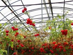 -祥源·阜阳生态乐园